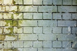 Mould and mildew can ruin your furniture - mould on a brick wall